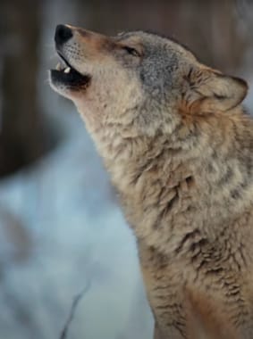 Wolf howling